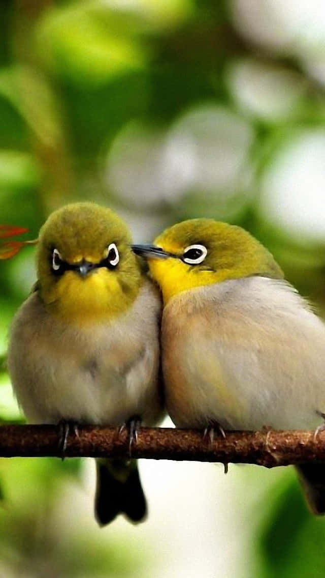 Bird iPhone Wallpaper