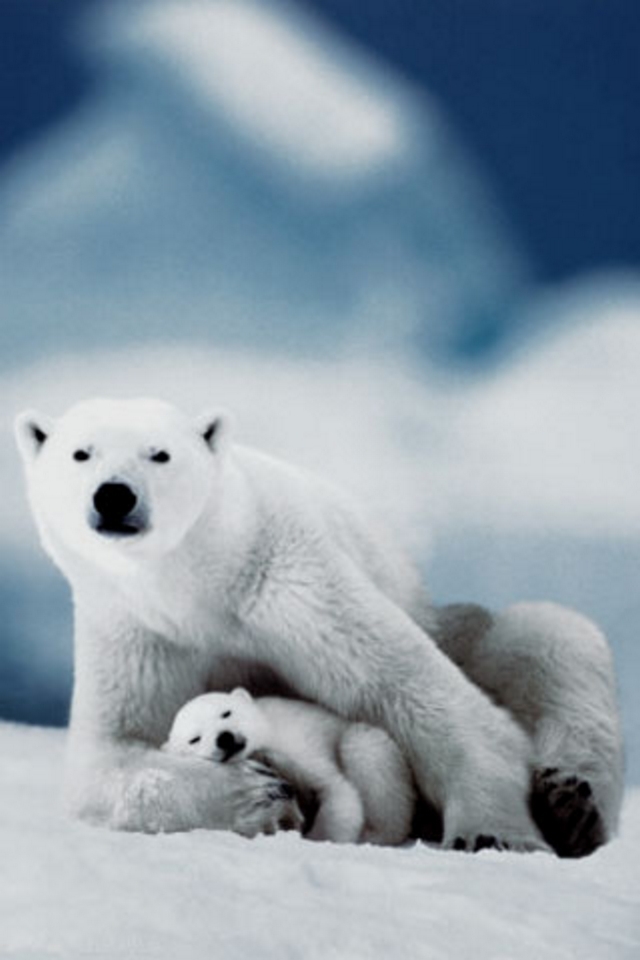 Polar Bear iPhone HD Wallpaper