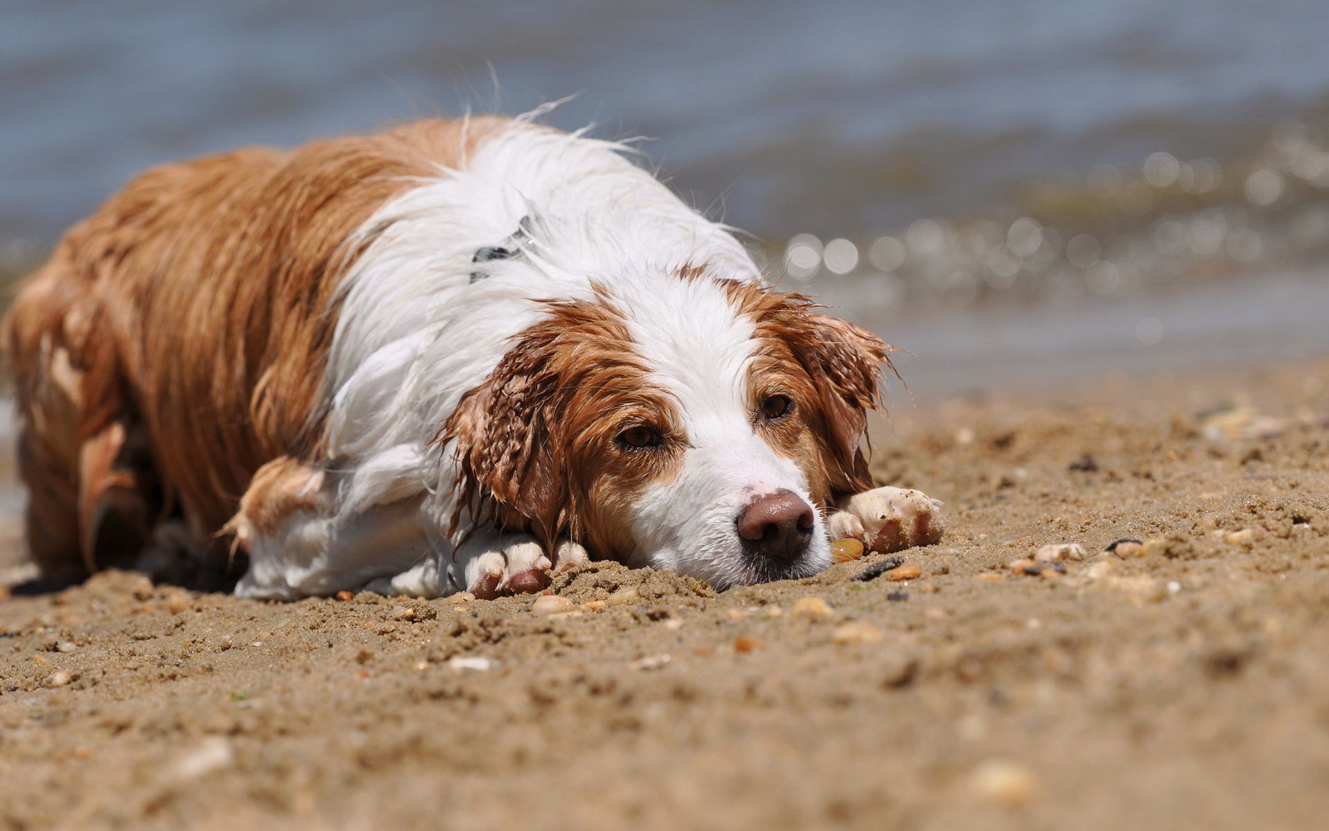 Wet And Tired Dog On The Beach Wallpaper