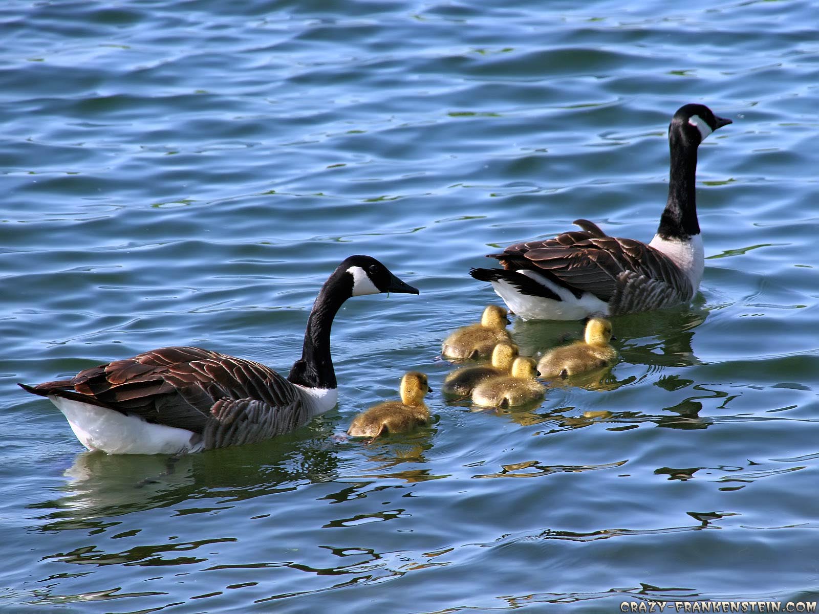 HD Wallpaper Of A Goose Family Swimming Together