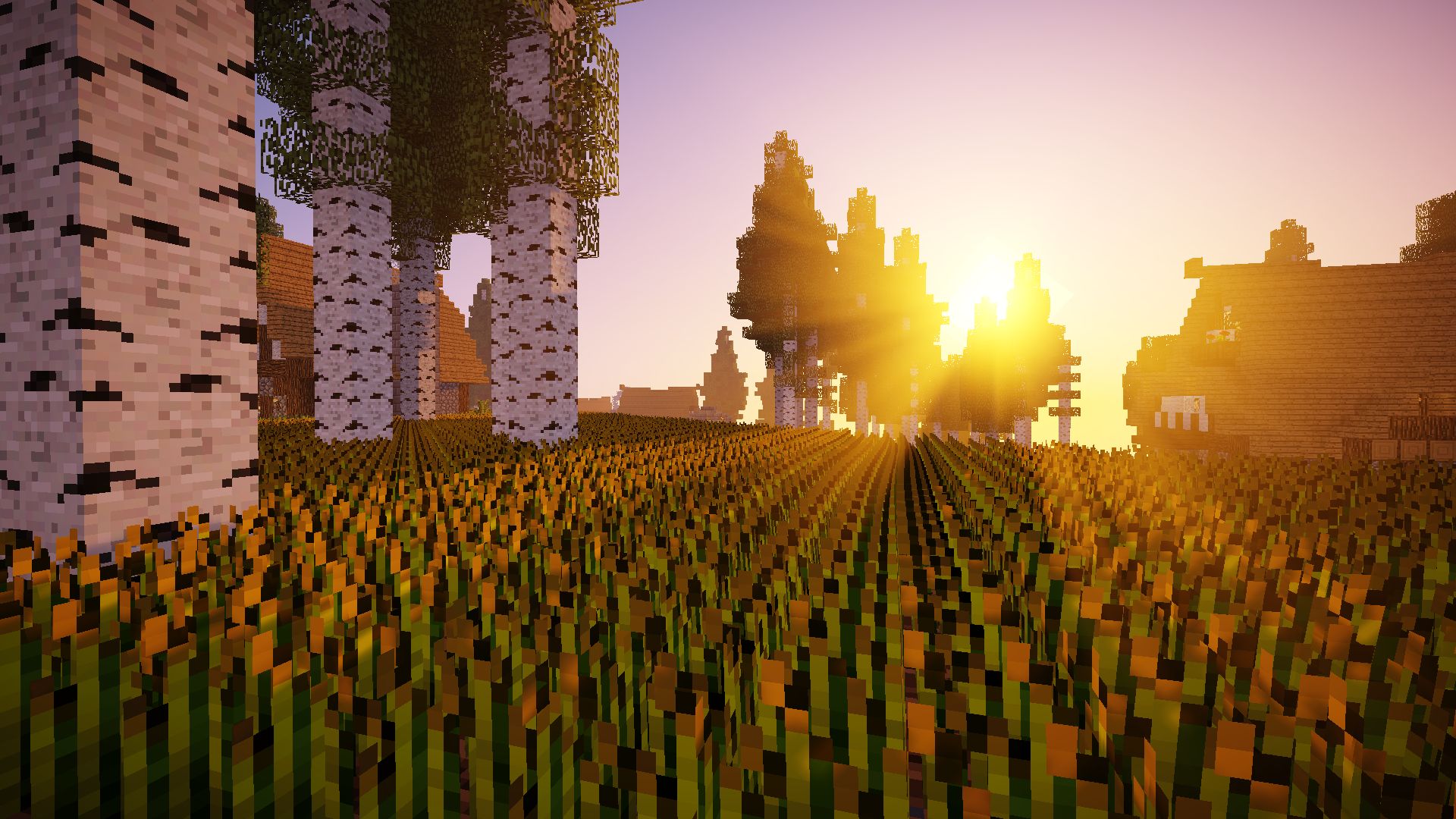 A pixelated Minecraft landscape at sunset with a field of wheat, birch trees, and a wooden house in the background