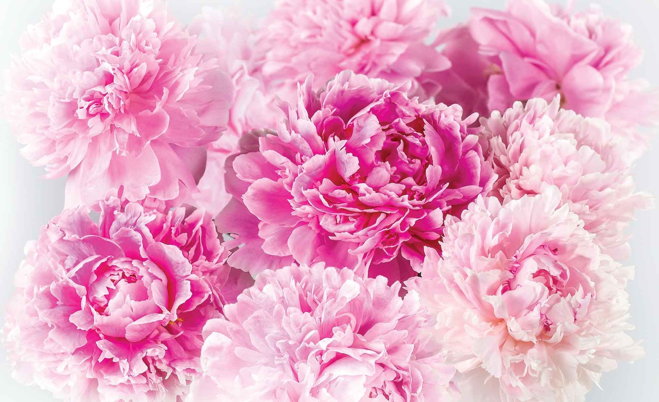 Pink Carnations Wall Paper Mural Buy At Abposters