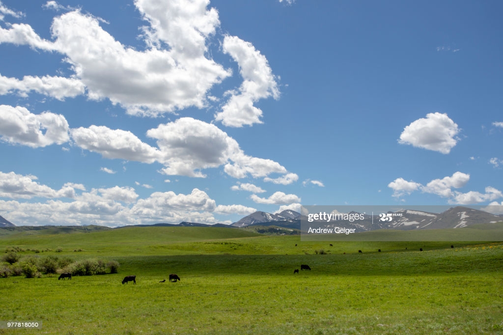 Herd Of Cows In Beautiful Wild Flower Filled Prairie Field With