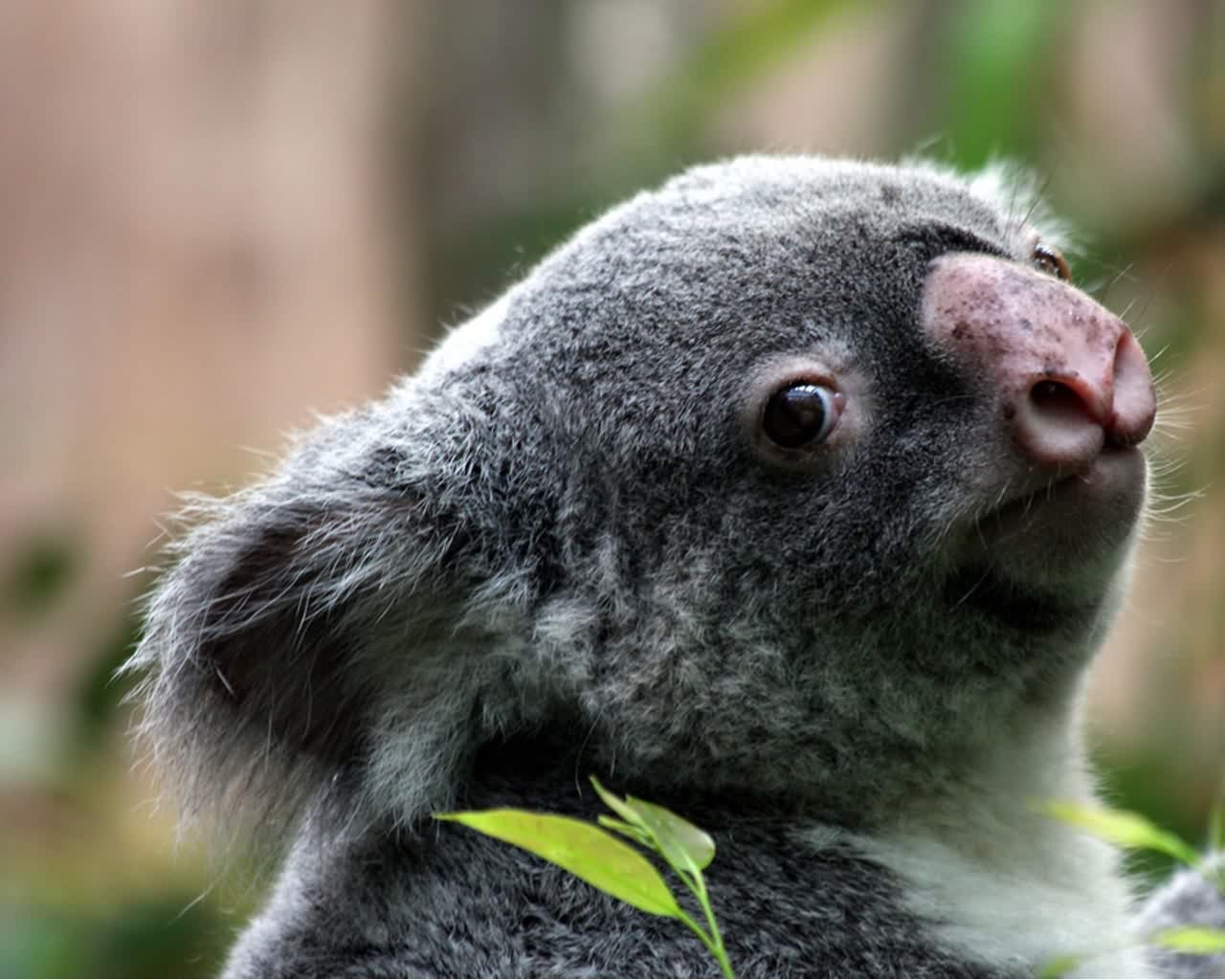 Animal Wallpaper Koala Bear