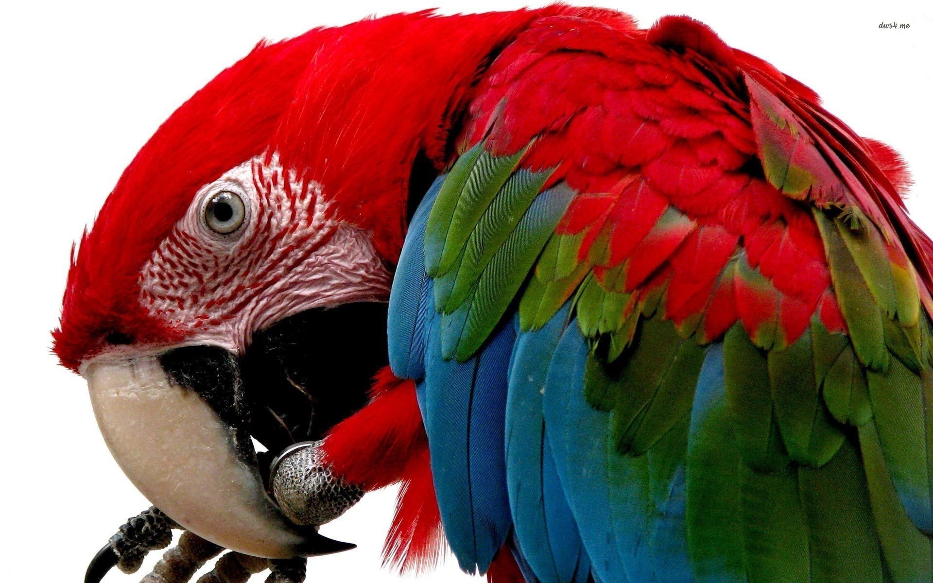 Scarlet macaw wallpaper Animal wallpapers