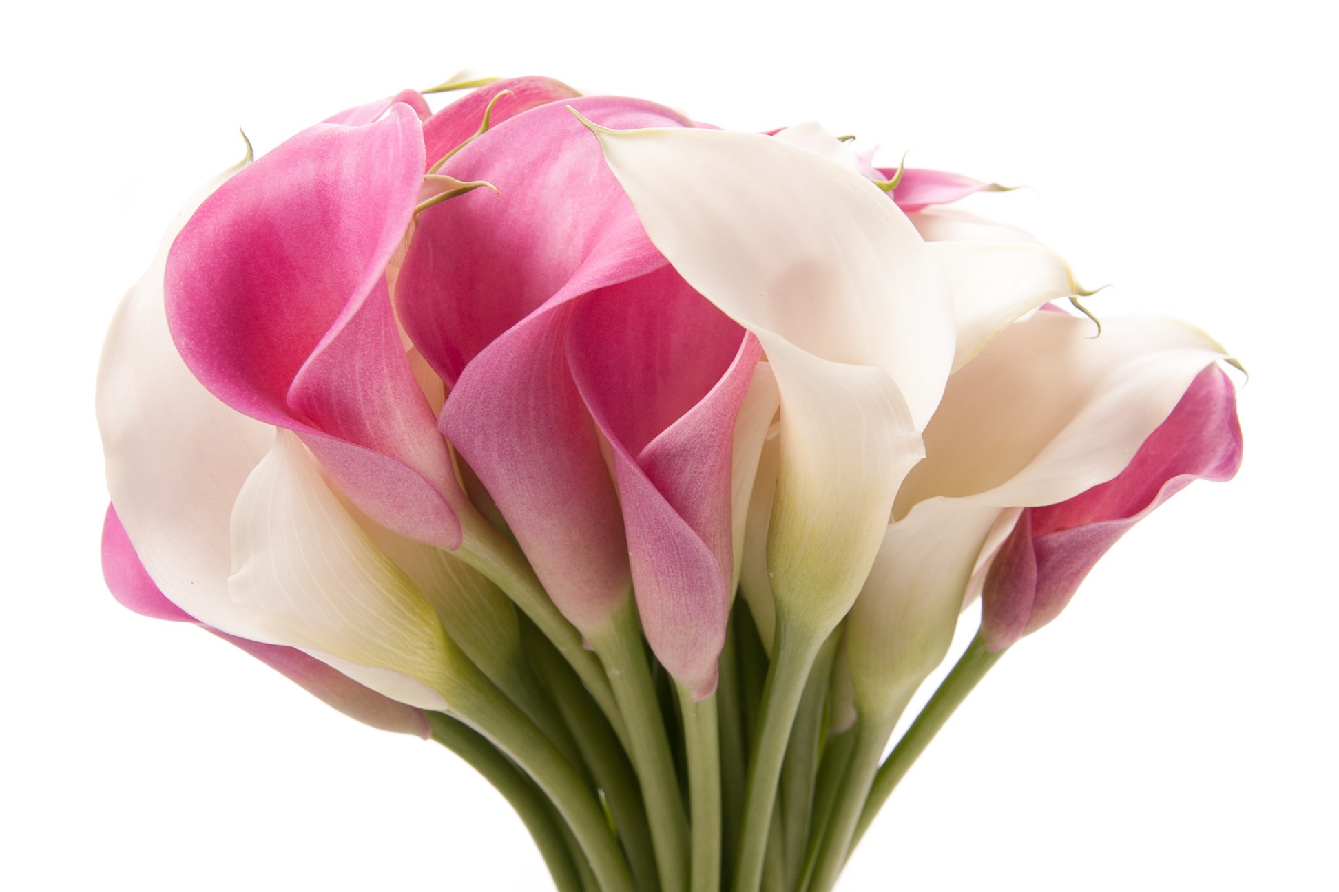 Pink And White Calla Lily Bouquet Flowers Image Picture Wallpaper