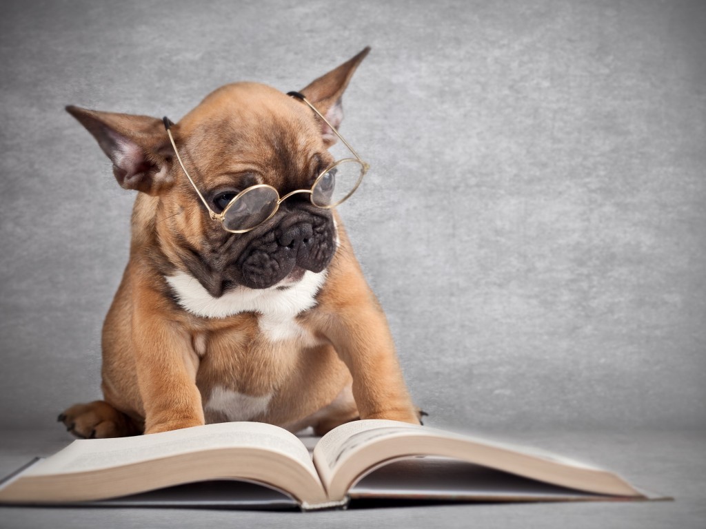 Dog Reading A Book Wallpaper And Image Pictures