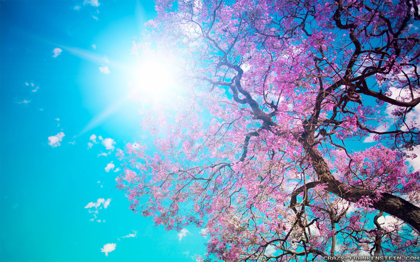 HD Wallpaper Beautiful Spring Nature Background By