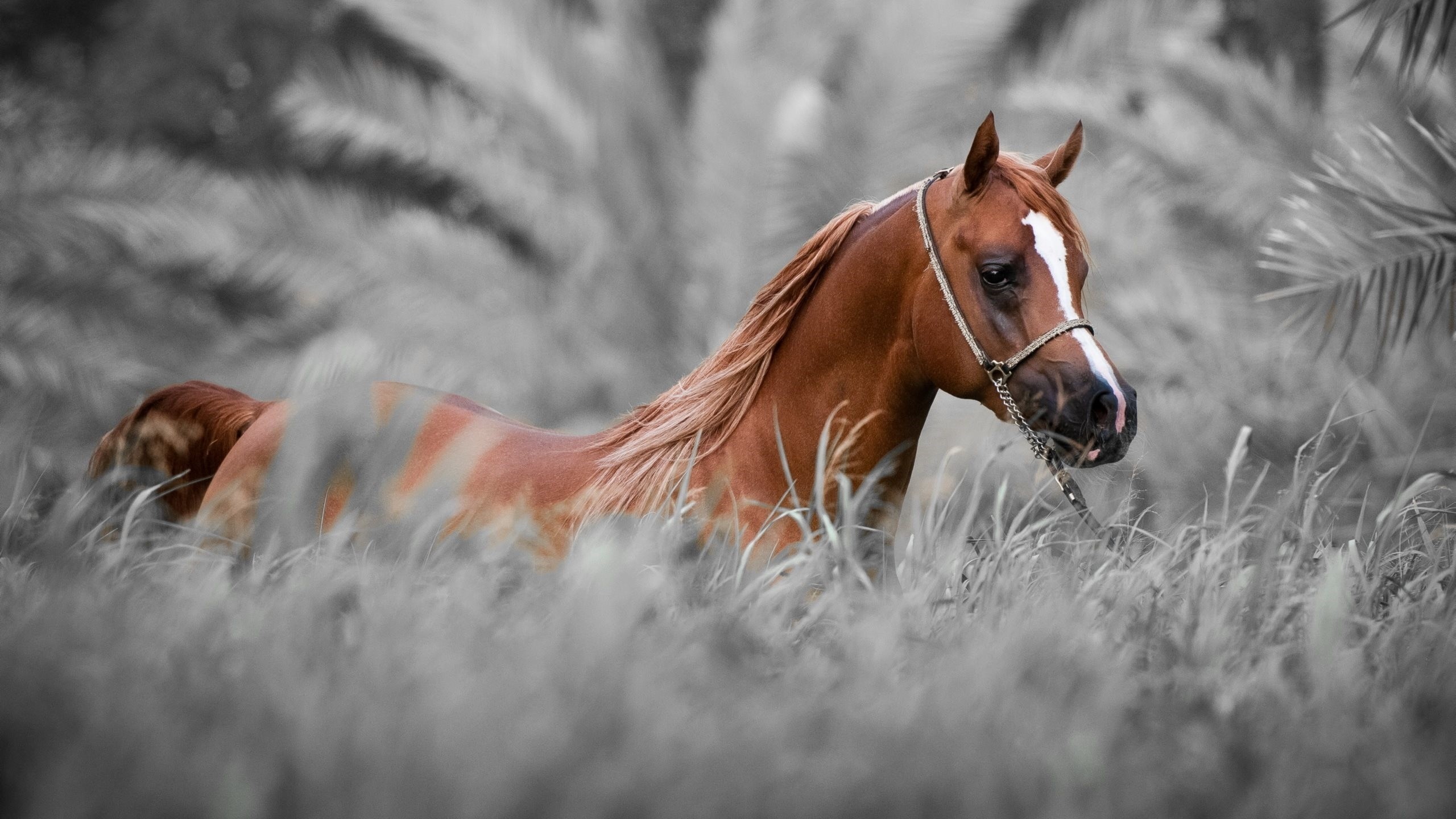 Equestrian Wallpaper