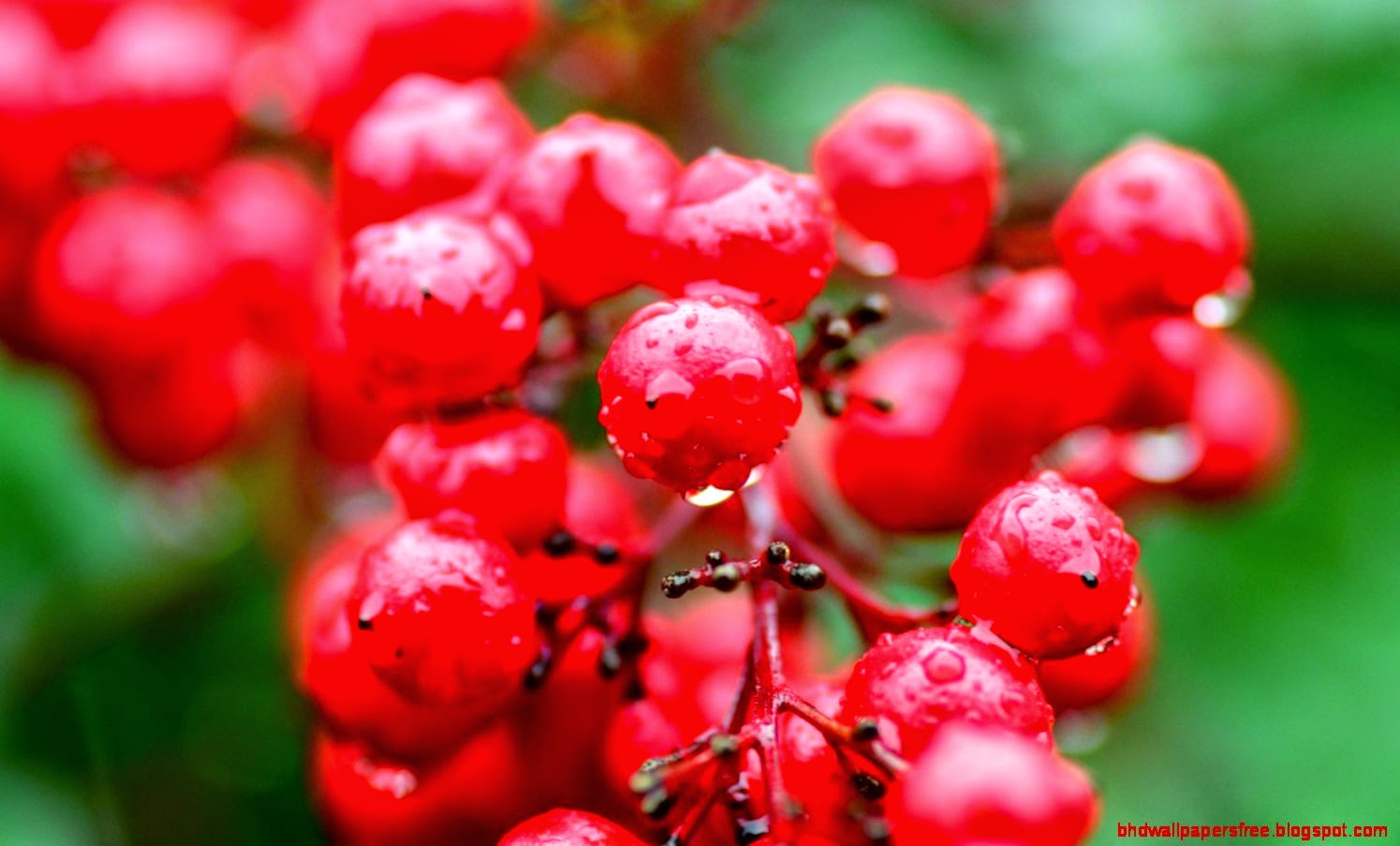 Nature Red Berries With Water Drops Wallpaper HD Wallpapers 1495x903