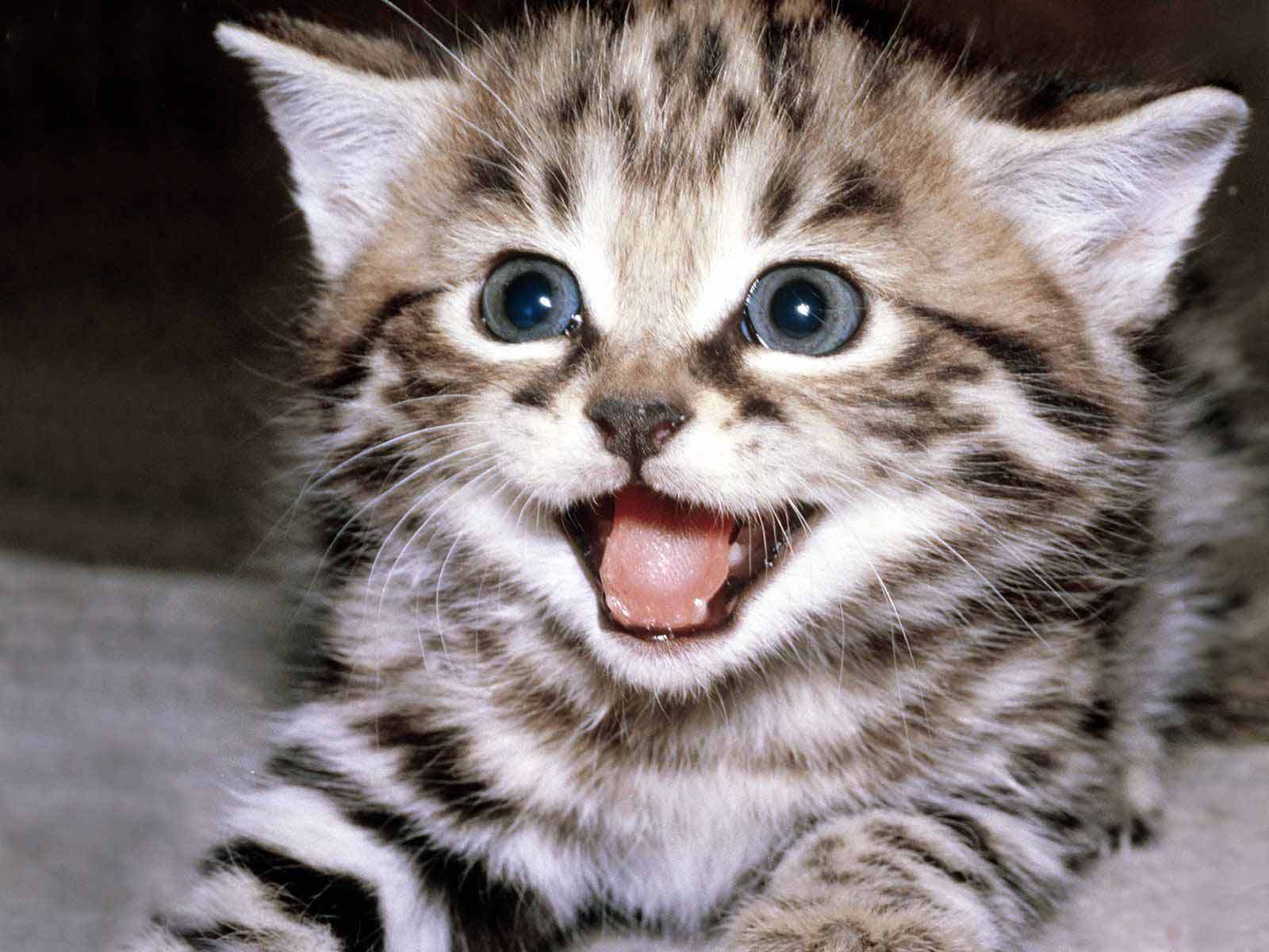 Cute Wallpaper Kittens