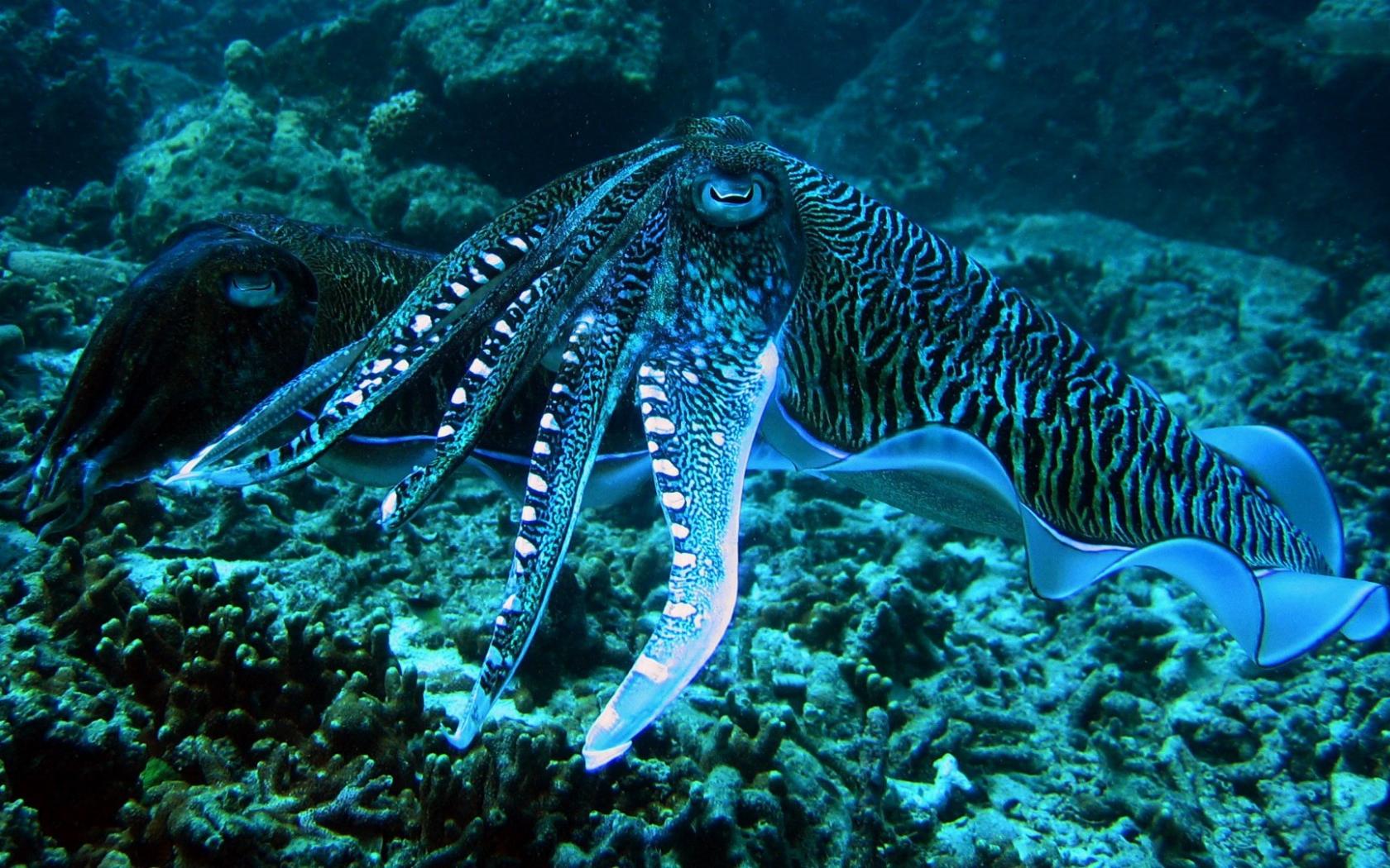 Thailand Animals Cuttlefish Sea Anemones Wallpaper