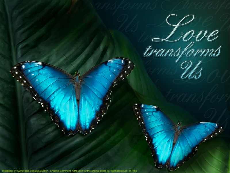 Black Blue Love Transforms Us Animals Butterflies HD Wallpaper