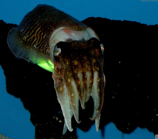Seas Cuttlefish Underwater Wallpaper Fish