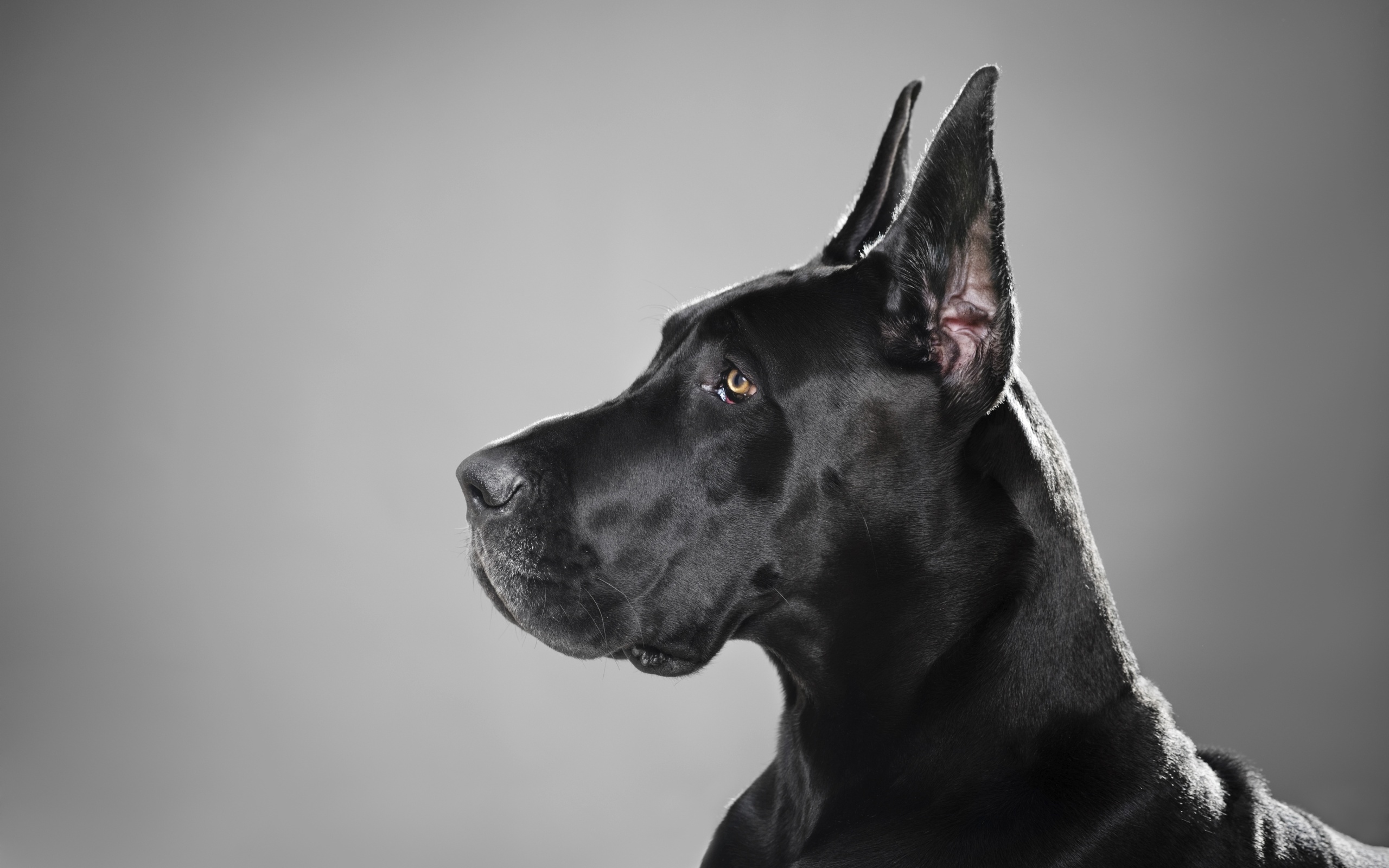 Great Dane HD Wallpapers Backgrounds