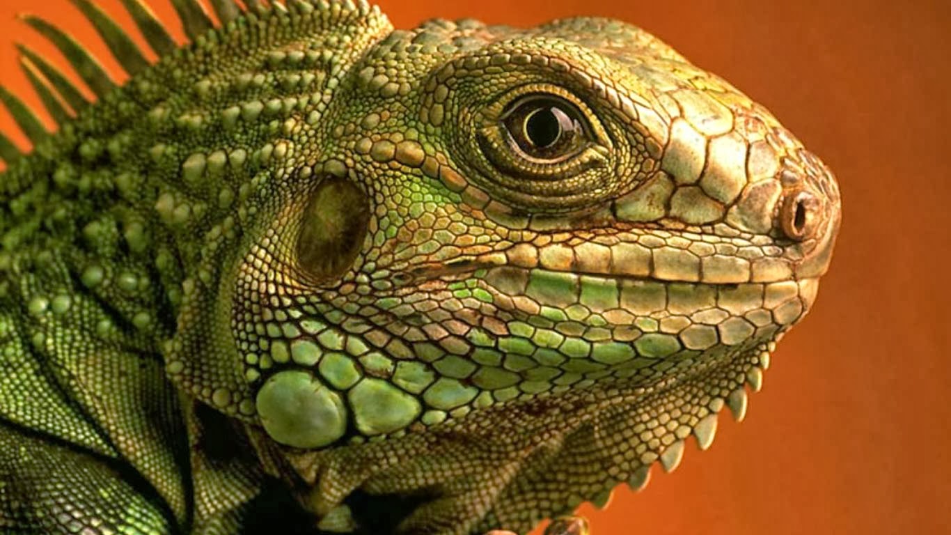 Dragon Lizards HD Wallpaper