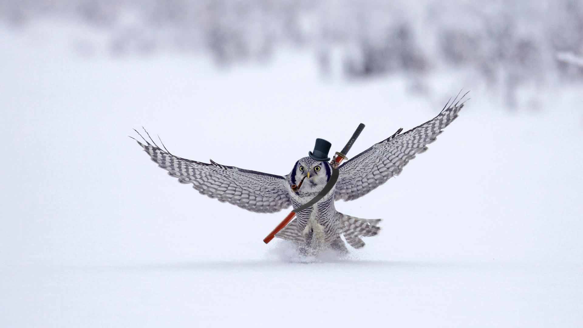 Owl Katana Sword Bird Snow Top Hat humor wallpaper background