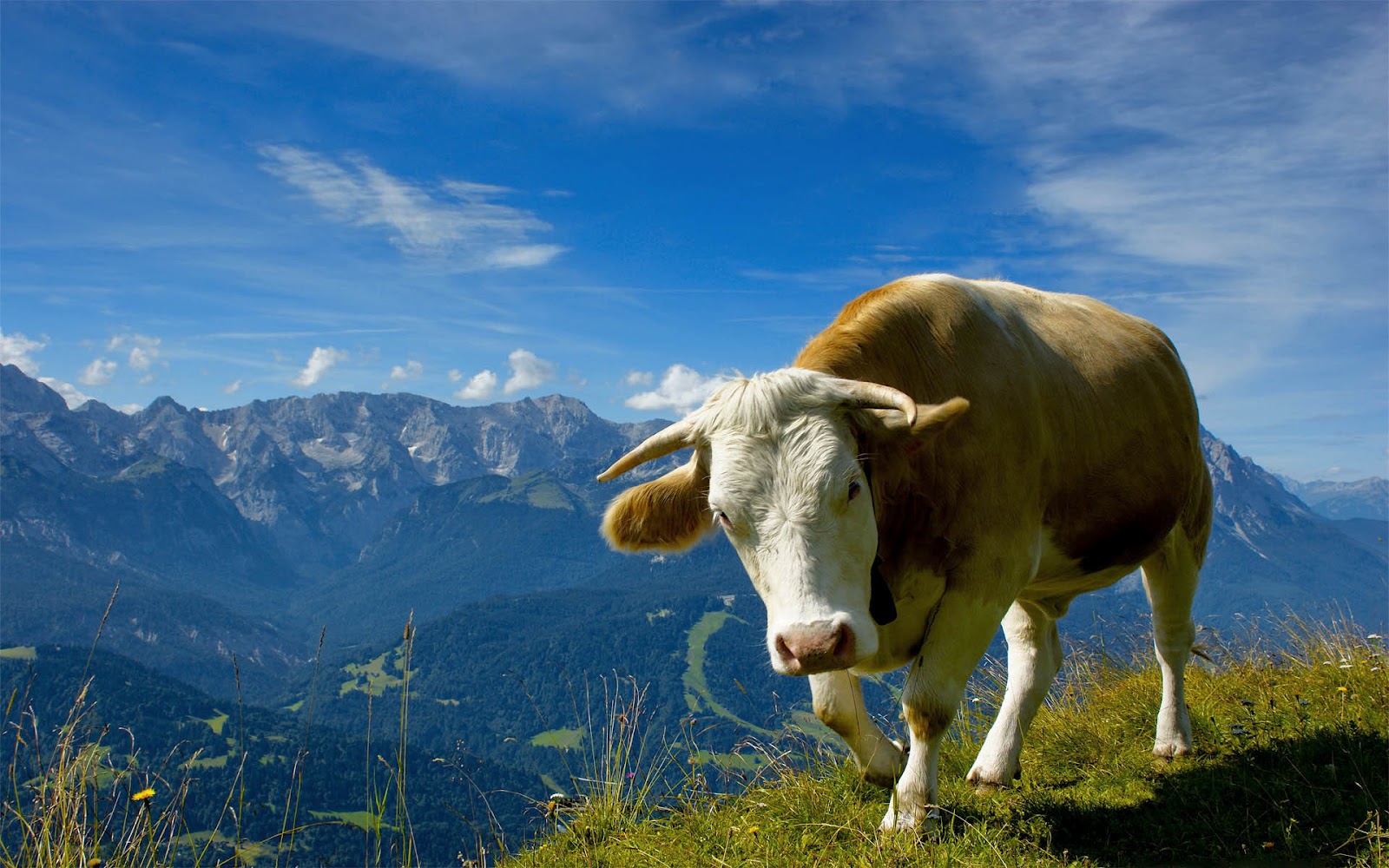 Wallpaper Of A Cow In The Mountains HD Animals