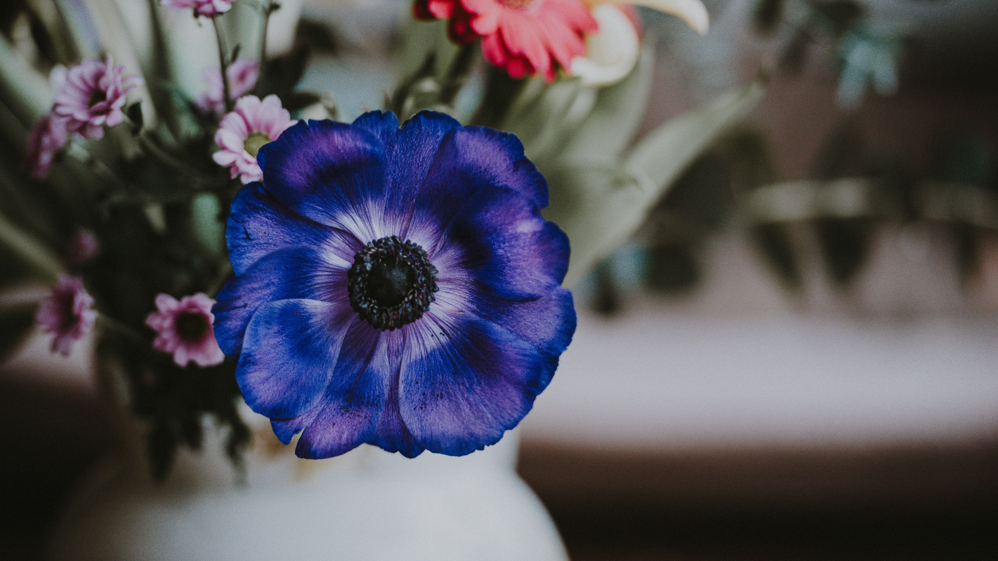 Anemone Flower Petals 4k HD Wallpaper