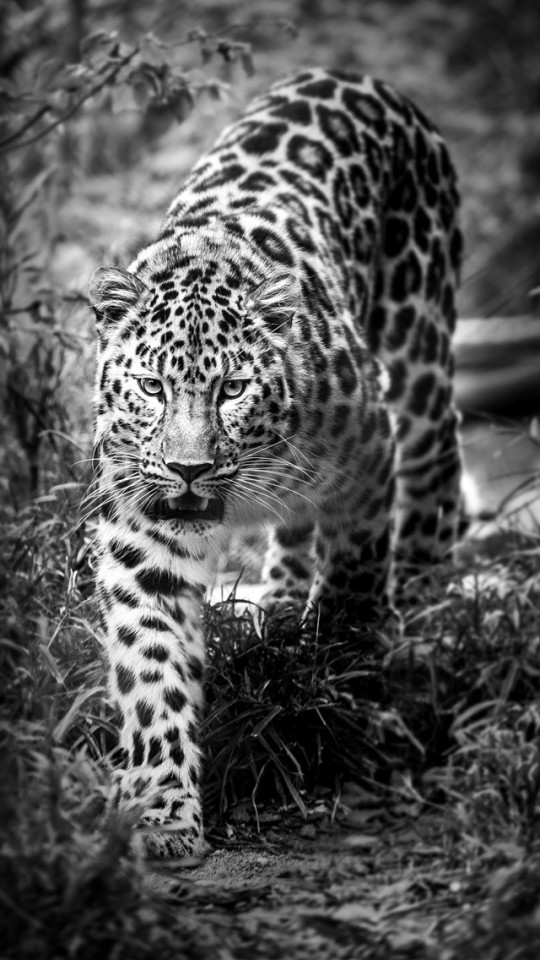 Leopard Black And White Wallpaper iPhone