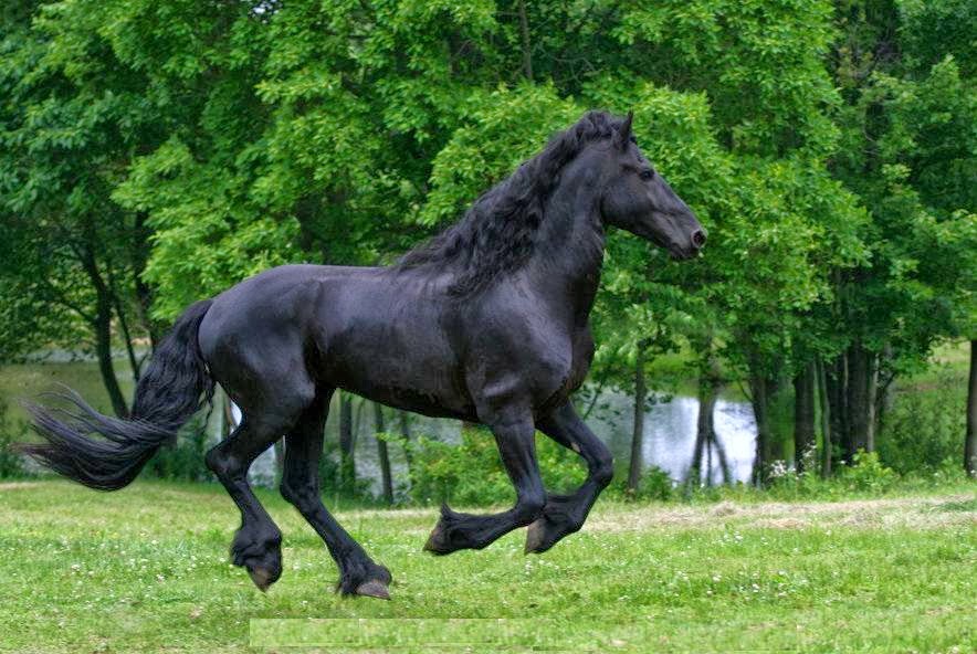 Friesian horse black horse fall equine HD phone wallpaper  Peakpx