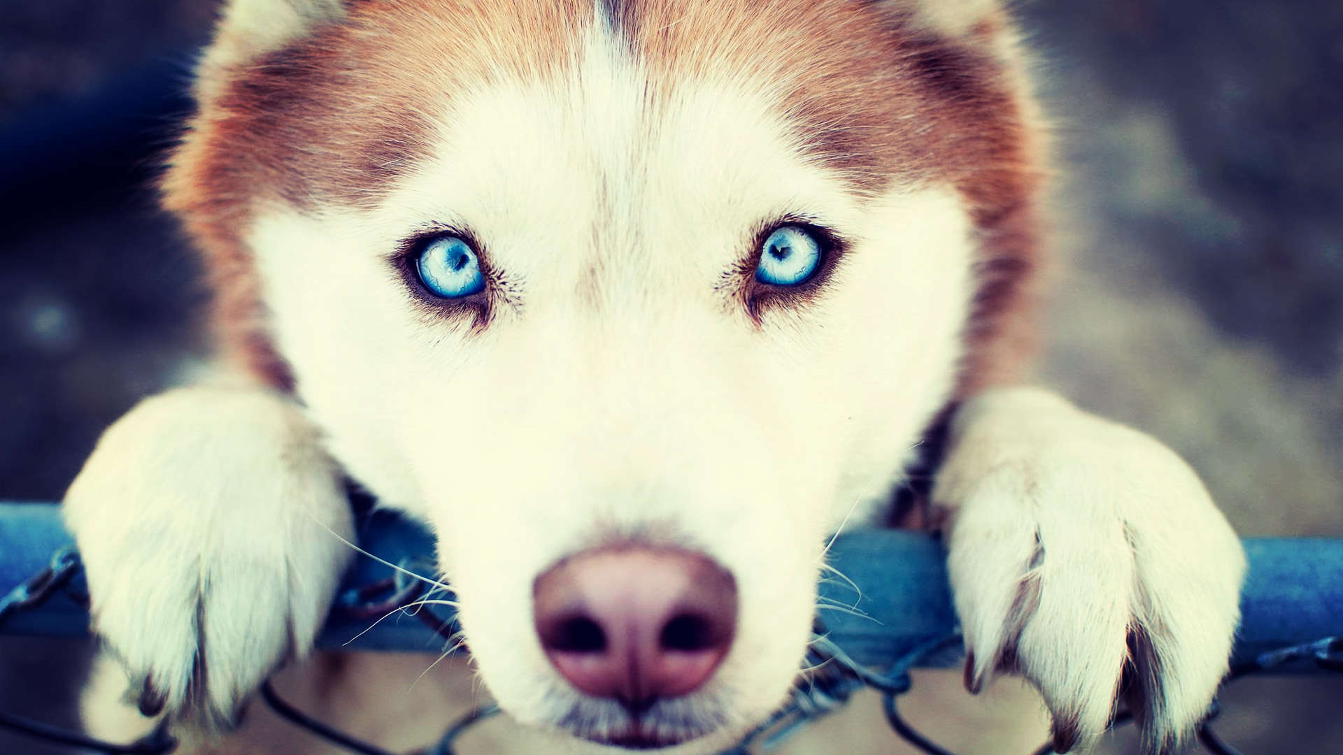 Awesome Blue Eye Siberian Husky Wallpaper Full HD
