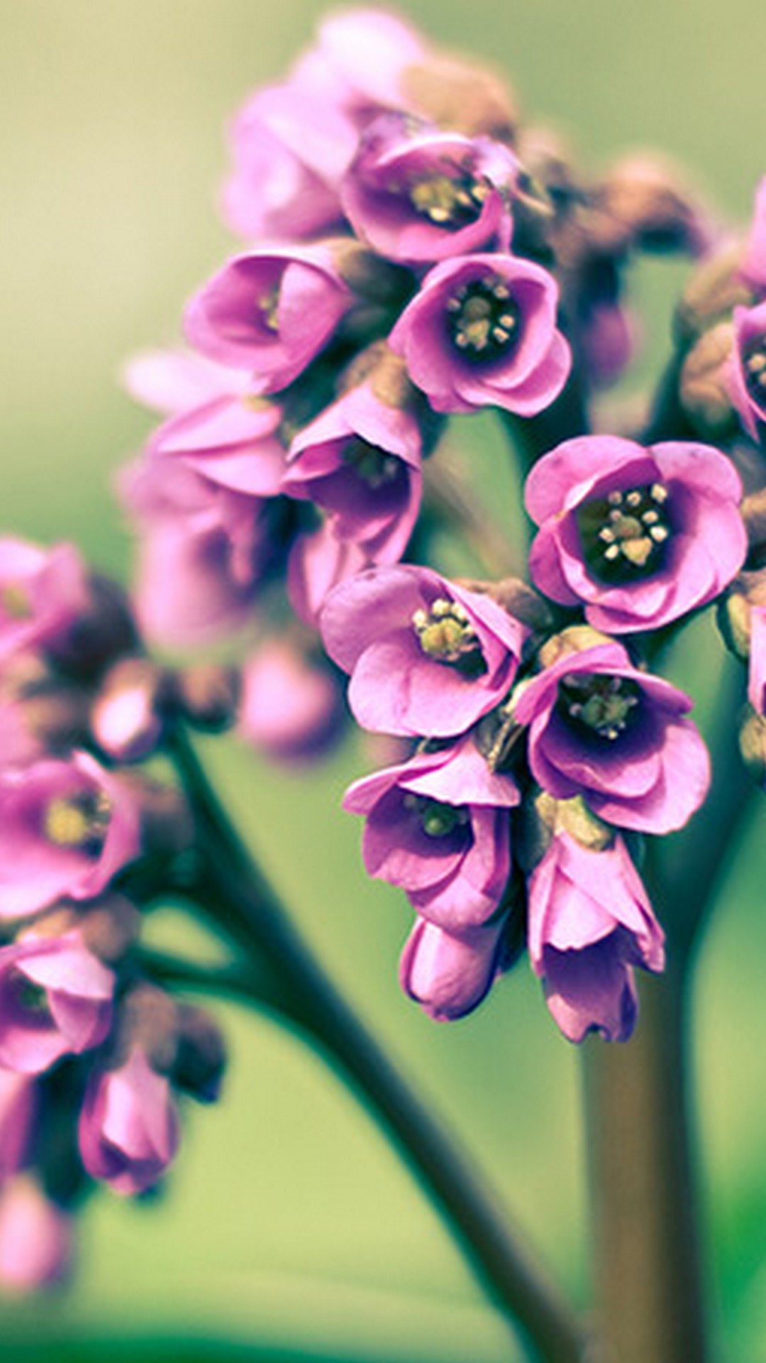 Wallpaper Spring Flowers Android