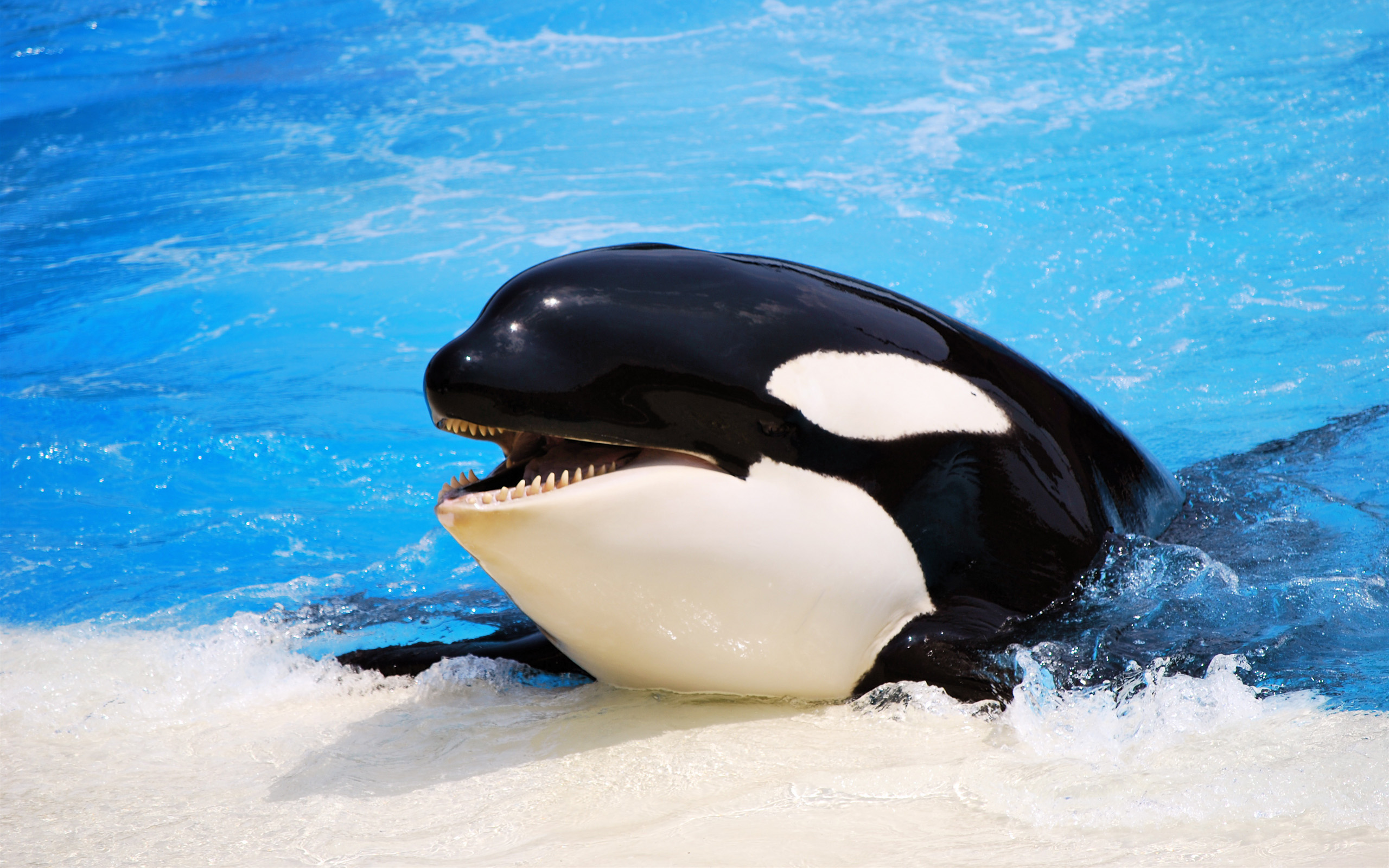 Orca HD Wallpaper Background