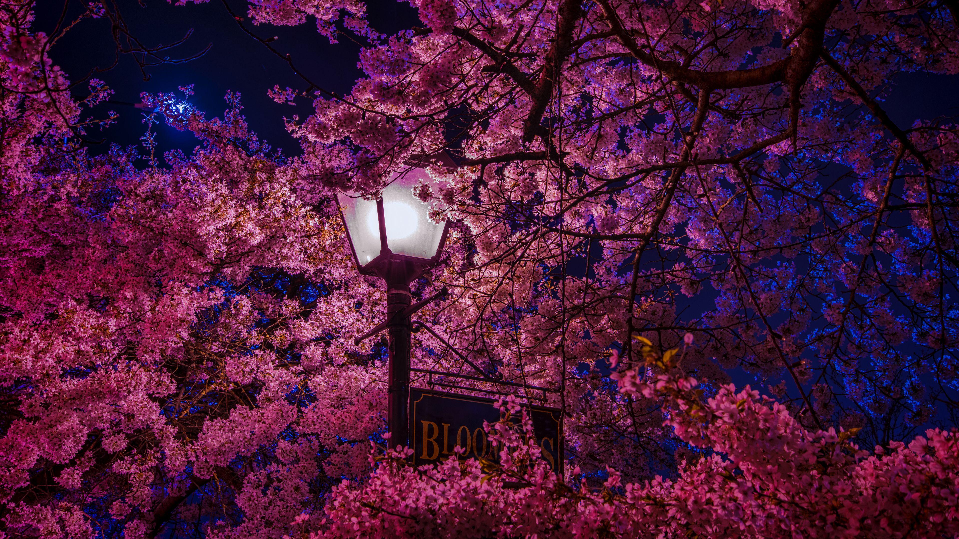 Wallpaper Sakura Blossoms Lantern Night