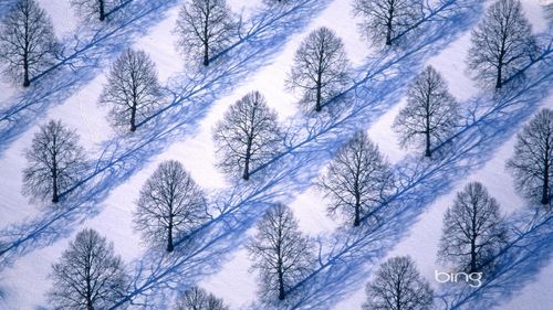 Bing Microsoft Snow Trees Winter