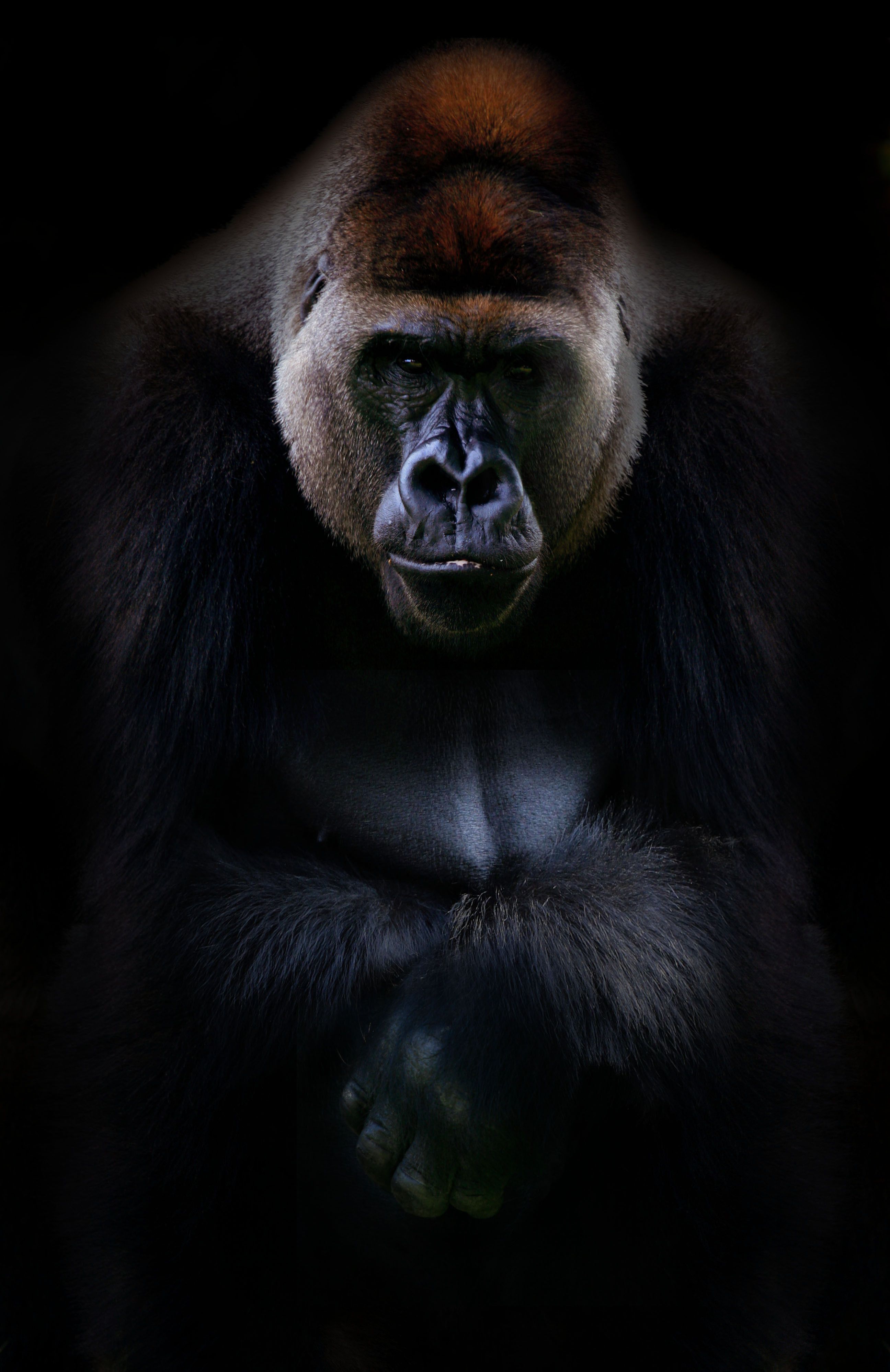 Silverback Gorilla Hewan