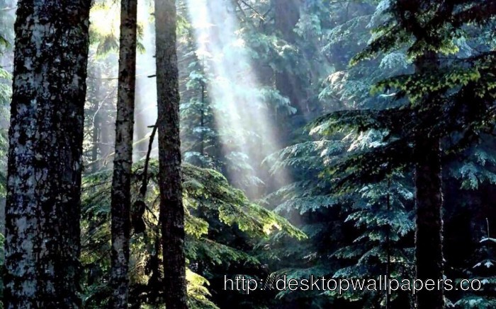 Olympic National Forest Washington Wallpaper Desktop Wallpapers Free