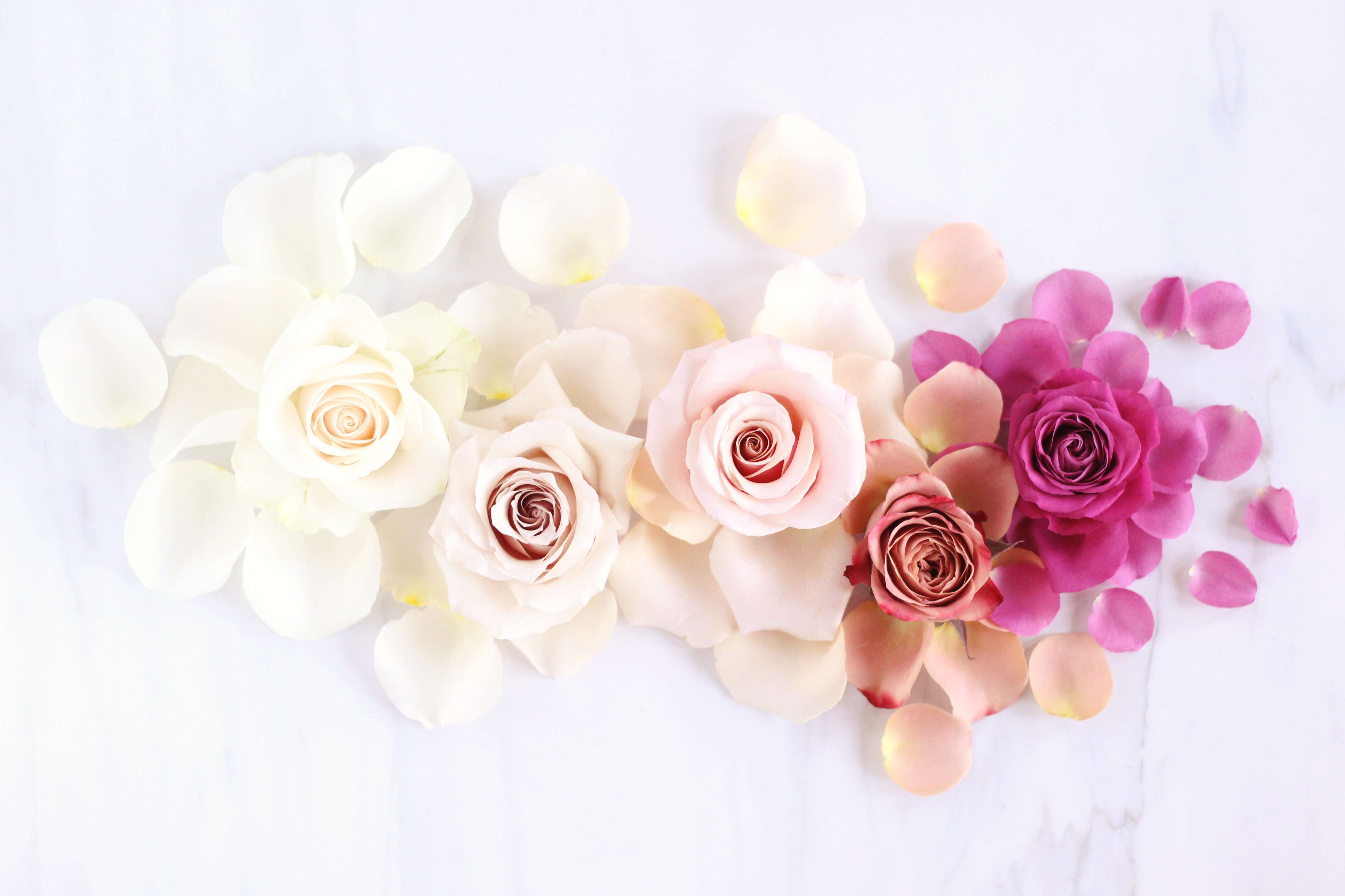 Digital Blooms February Desktop Wallpaper Choosing