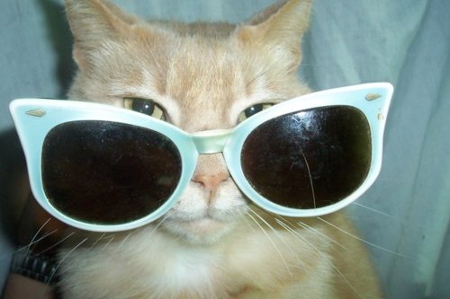 Cats Wearing Glasses Wallpaper And Background Image In The