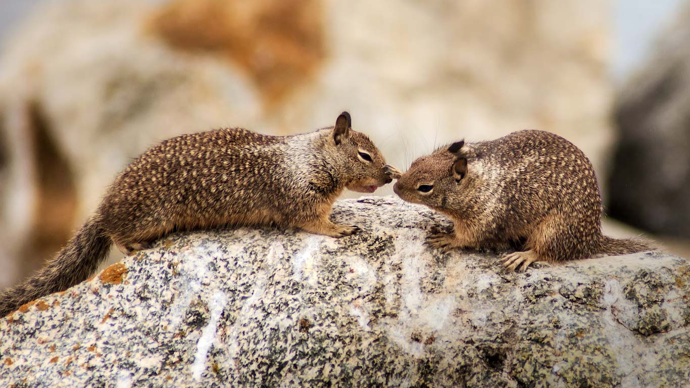 Bing Images   Ground Squirrels Love   California ground squirrels at 1366x768