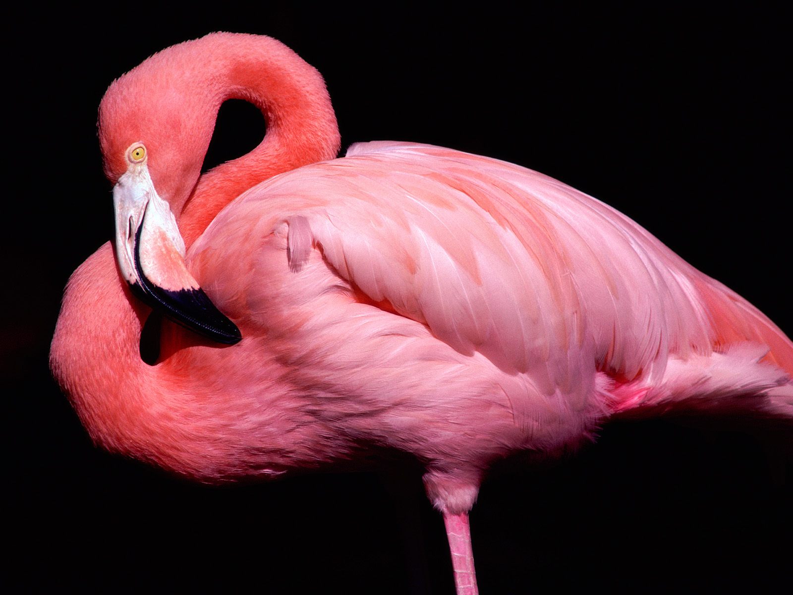 Flamingo HD Wallpaper Background