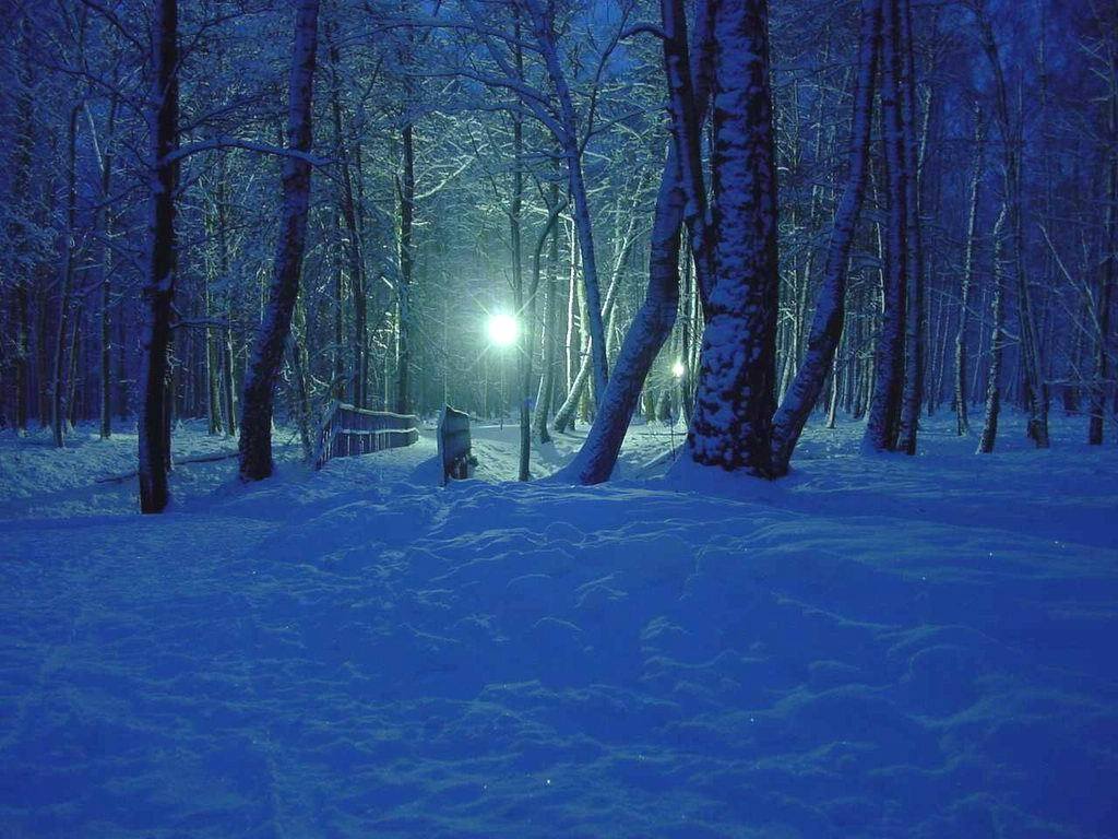 Snow Forest Night HD Wallpaper In Nature Imageci