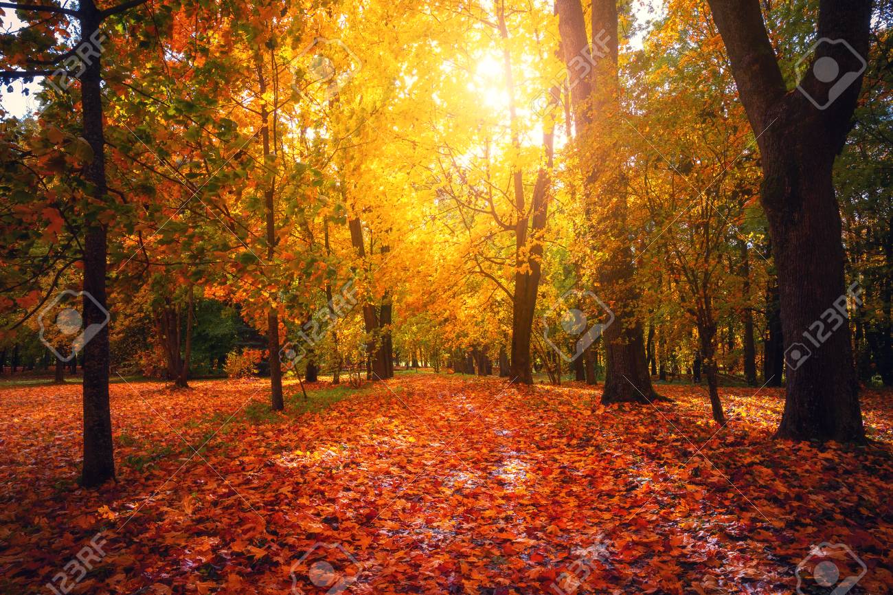 Autumn Landscape Fall Scene Tranguil Background Park