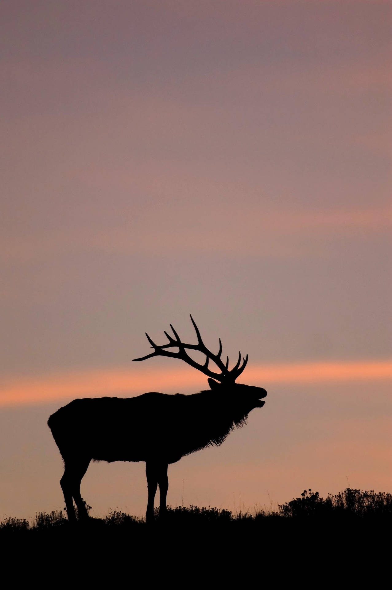 Elk Pink Sky Mc72etbpz644xn7u Wallpaper