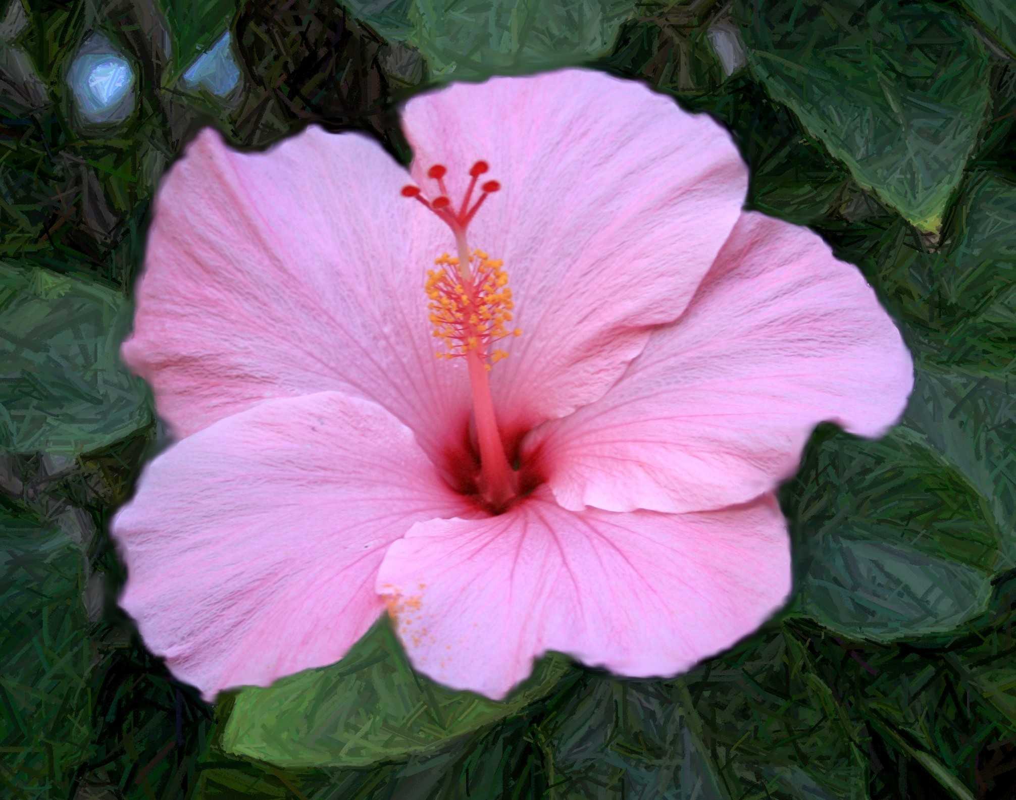 Hibiscus Wallpaper Image Photos Picture