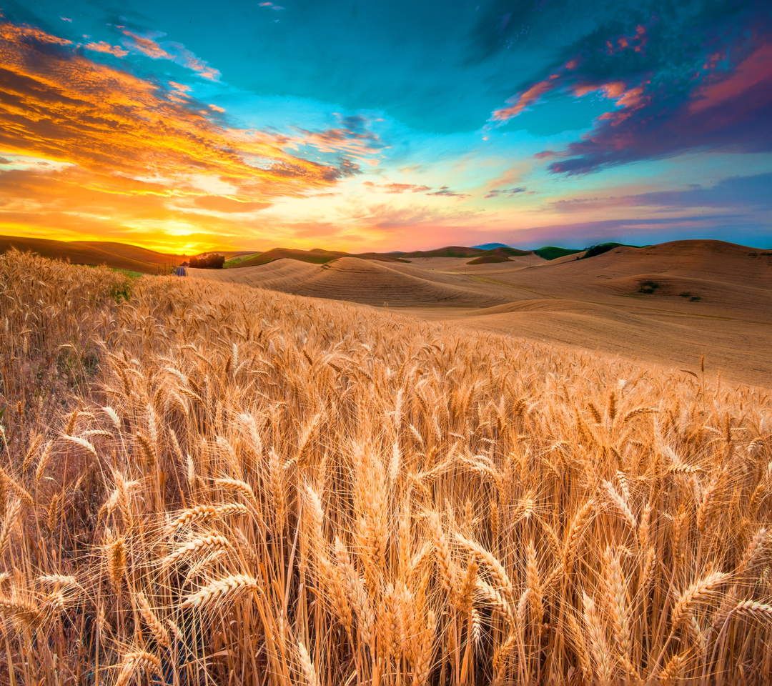 Wheat Field Wallpaper