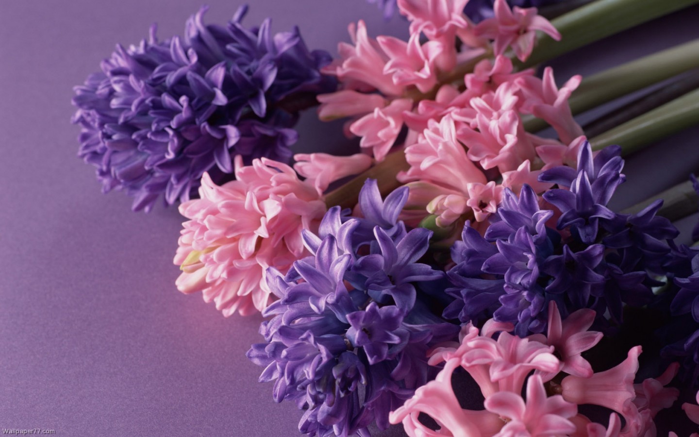 Purple Pink Lilies Pixels Wallpaper Tagged