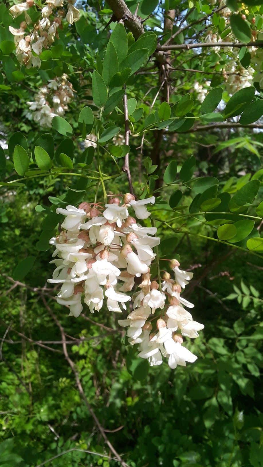 Black Locust X Wallpaper