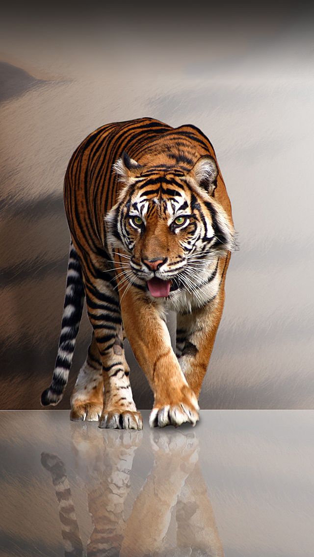 Tiger Prowl iPhone Wallpaper Big
