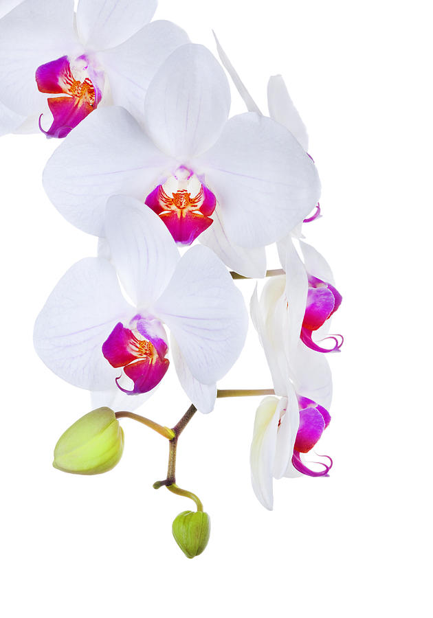 Phalaenopsis Orchids Against White Background Photograph By
