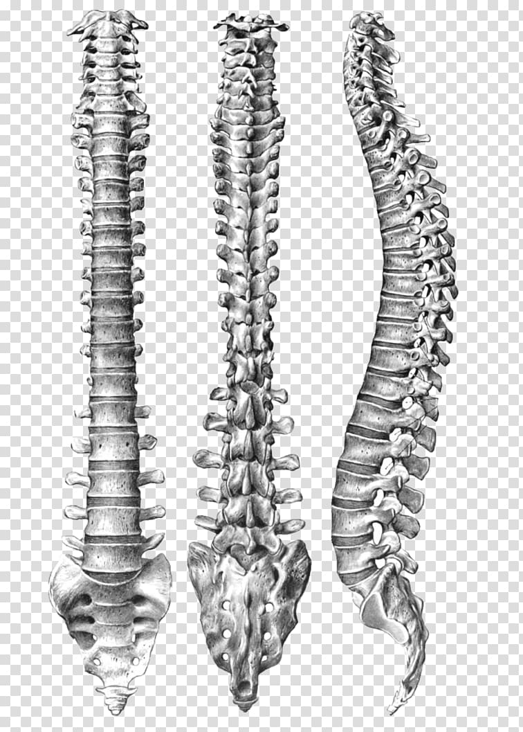 Human Vertebral Column Spinal Anatomy Body