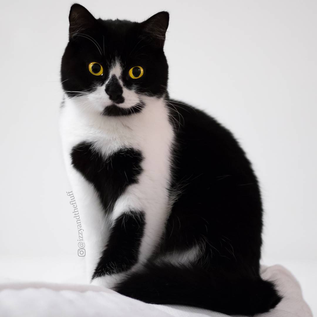 A Beautiful British Shorthair Tuxedo Cat Who Wears Furry Heart