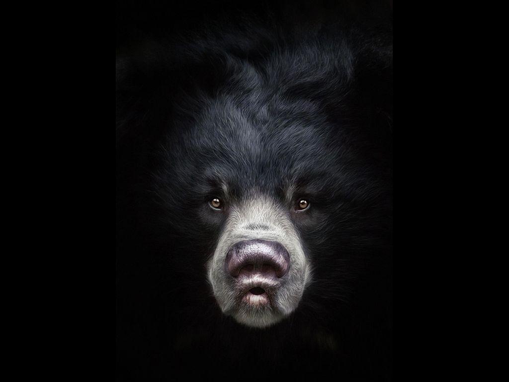 Black Bear Wallpaper HD