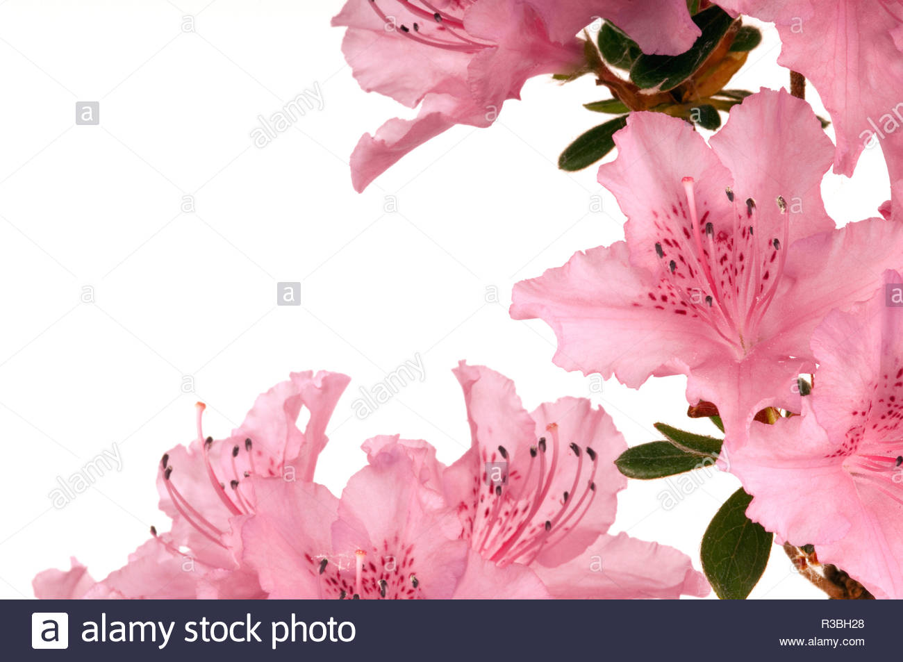Pink Japanese Azalea On White Background Selective Focus Stock