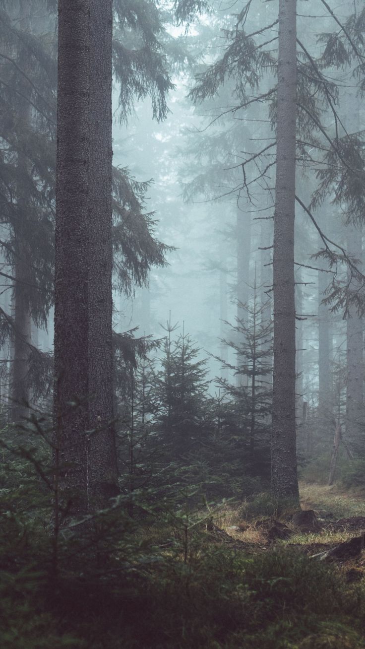 Misty Forest Wallpaper iPhone Android Desktop Background
